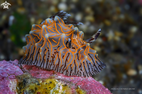 A Nudibranchs