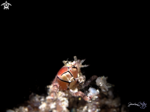 A boxer crab