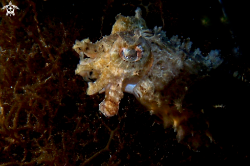 A cuttlefish