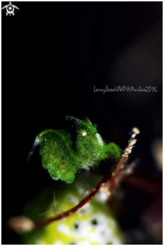 A Green Hairy Shrimp