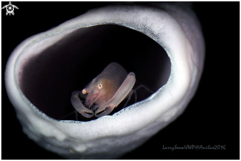 A unknown Shrimp in sponge coral