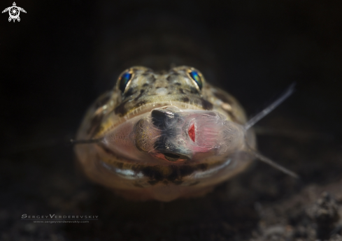 A Sandperch, Parapercis sp