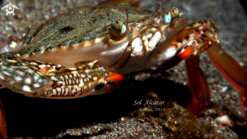 A Blue crab