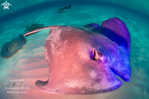 A Dasyatis americana | Southern Stingray