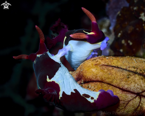 A Nudibranch