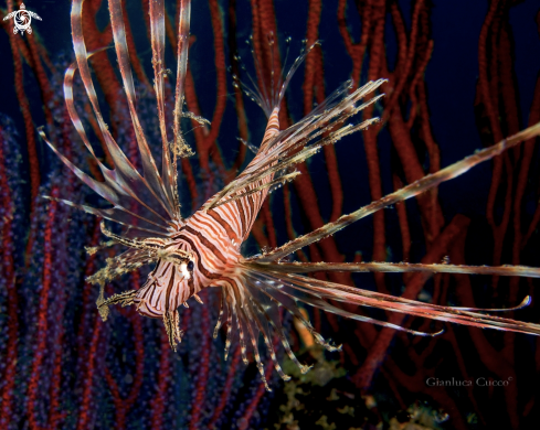 A Lionfish