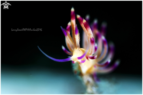 A Flabelina Nudi Branch