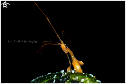 A Skeleton Shrimp