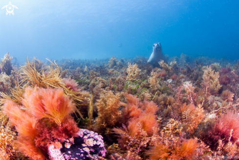 A Australian Sea-Lion