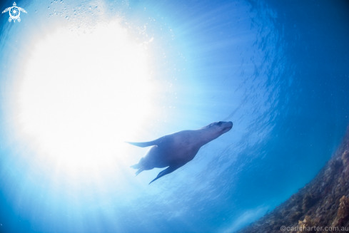 A Australian Sea-Lion