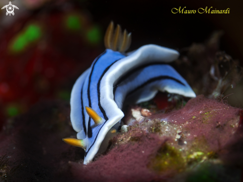 A Nudibranch