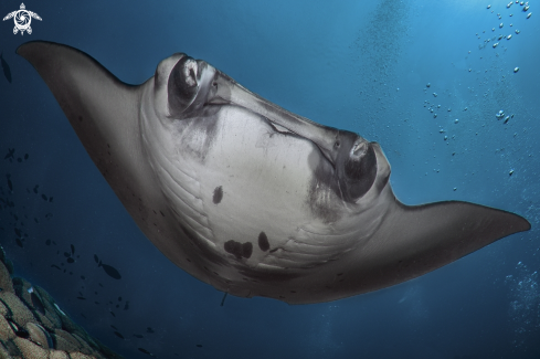 A manta ray 