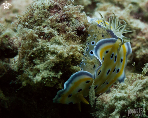 A Goniobranchus geminus | Gem sea slug 