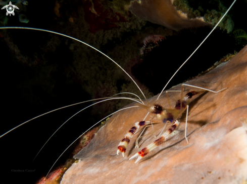 A Banded coral shrimp