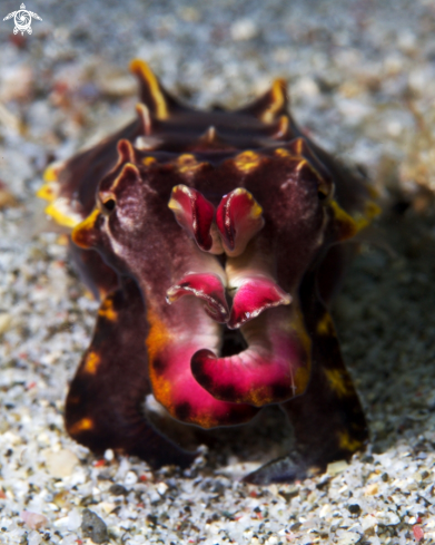 A Flamboyant cuttlefish