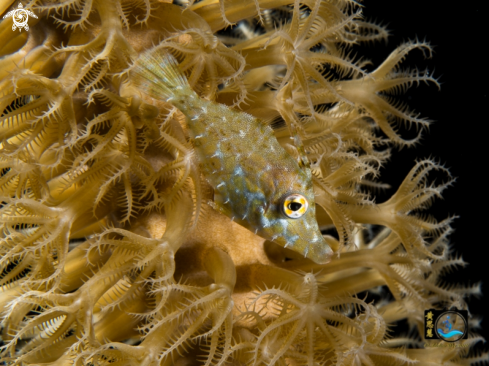 A Slender filefish