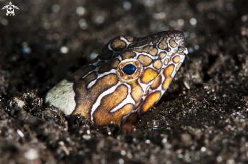 A snake eel