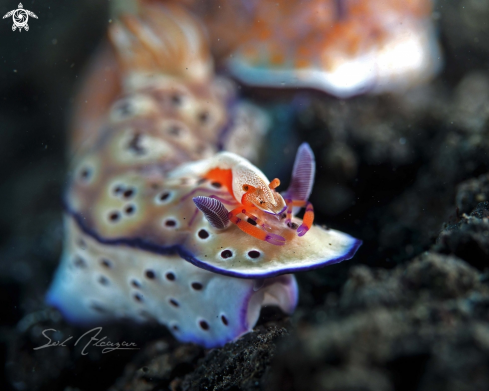 A chromodoris with emperor shrimp