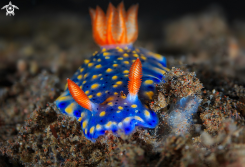 A Nudibranchs