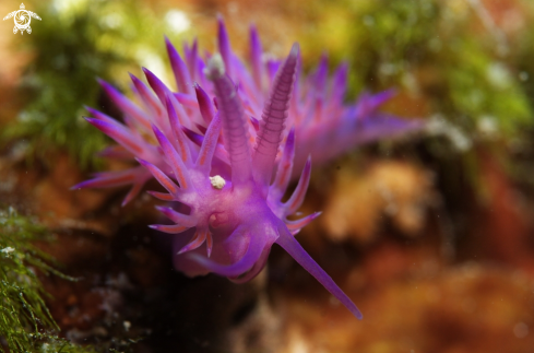 A Flabellina