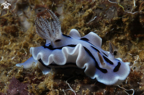 A Chromodoris dianae