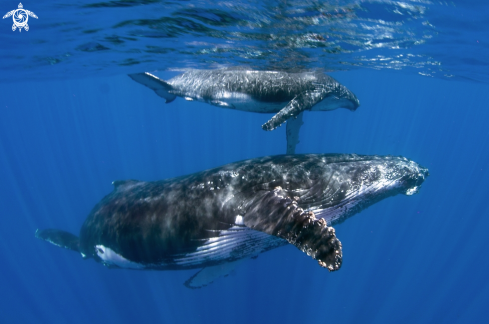 A humpback whales