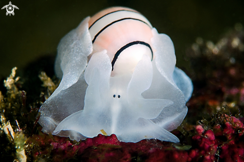 A bubble snail