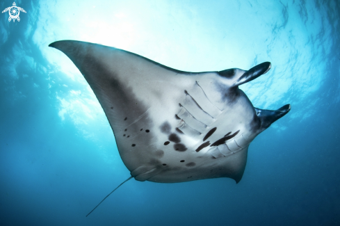 A manta ray