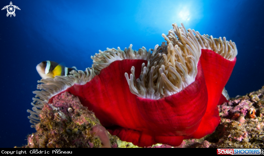 A anemone and clown