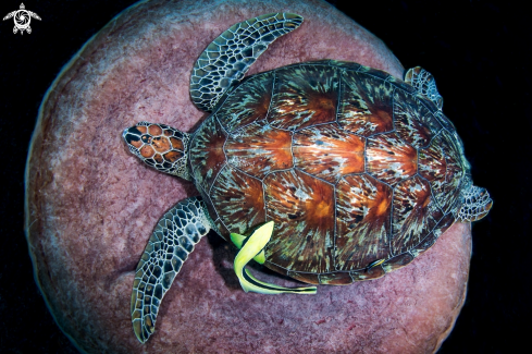 A green turtle