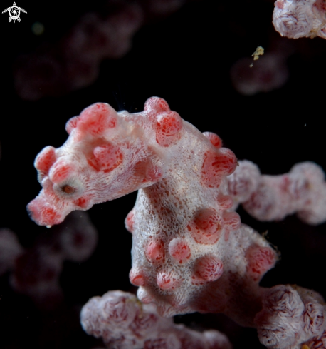 A Pygmy Sea horse