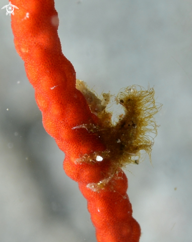 A Pygmy Sea horse