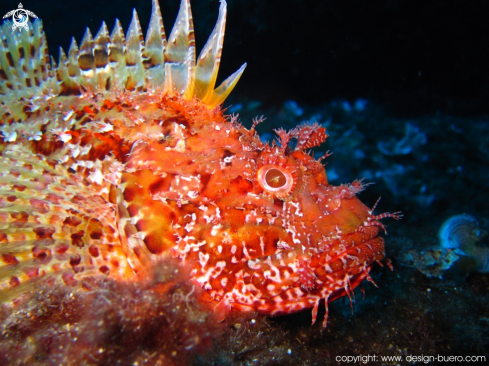 A Scorpaenidae | scorpion fish