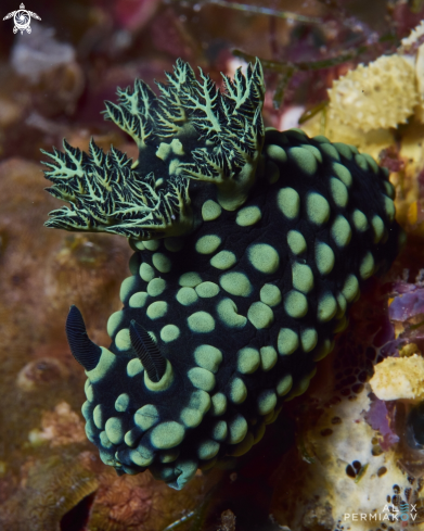 A nembrotha cristata | Nudibranch