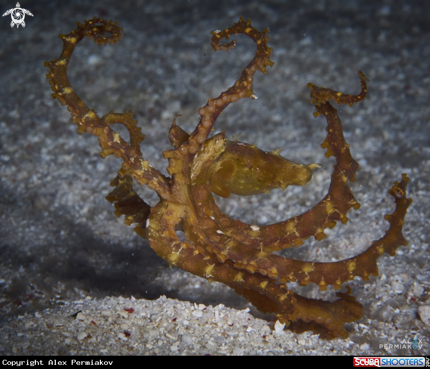 A Mimic Octopus