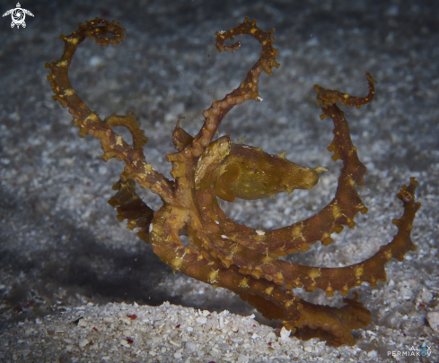 Mimic Octopus