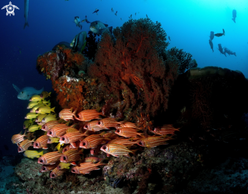 A Sargocentrum rudrum | Redcoat Squirrelfish