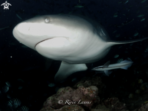 A Carcharhinus leucas | I see You 