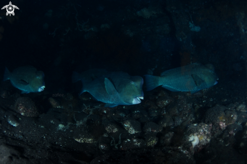 A Green Humphead Parrotfish