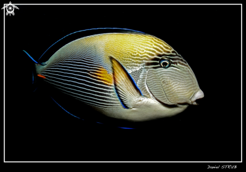 A acanthurus shoal | Shoal surgeaonfish
