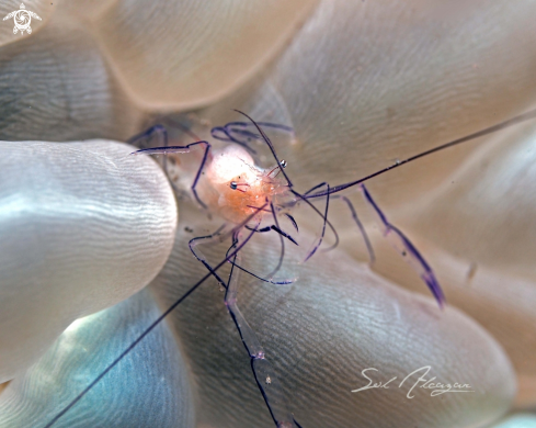 A sfrimp on bubble coral