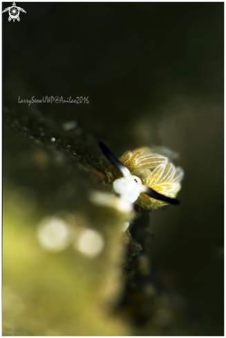 A Sheep Nudi