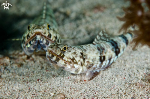 A reef fish