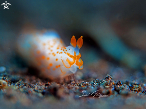 A nudibranch