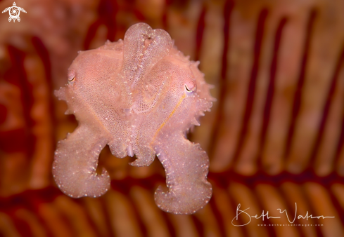 A Pterois volitans | Juvenile Cuttlefish