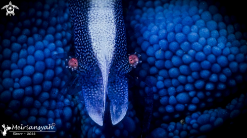 A Seastar Shrimp