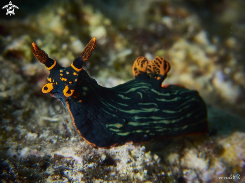 A Nudibranch