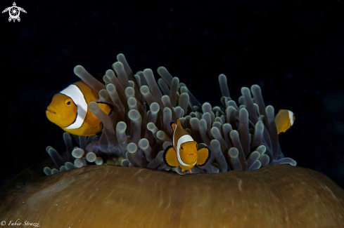 A Anemone and anemone fish