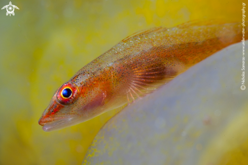 A Goby