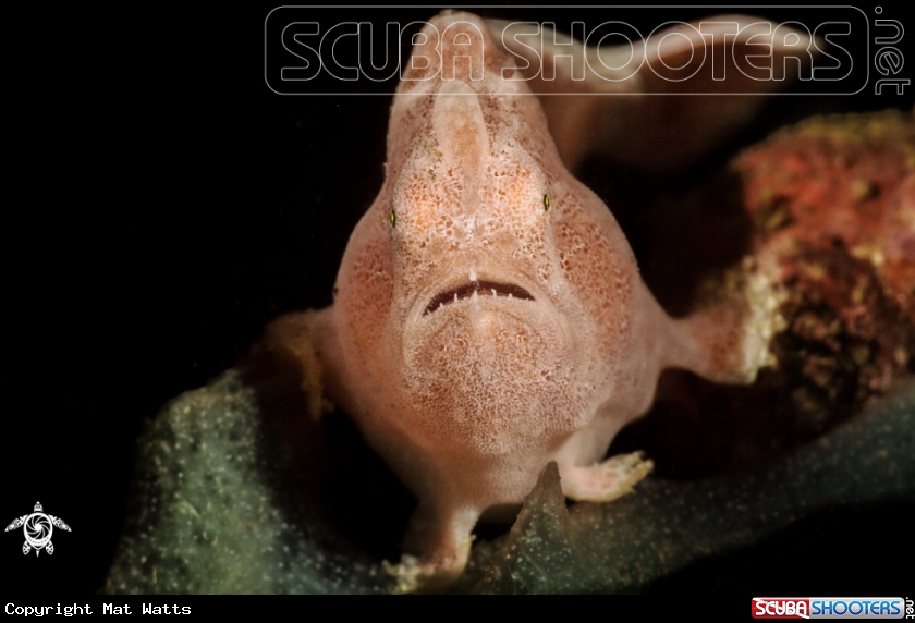 A Juvenile Frogfish